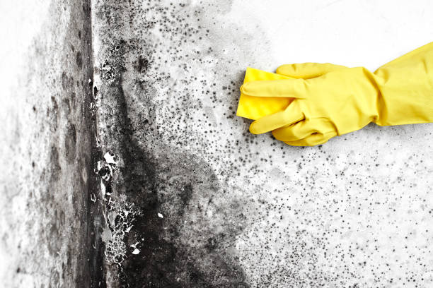 Best Black Mold Removal  in Murphy, TX