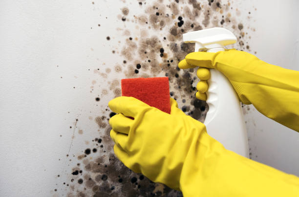 Mold Testing and Removal in Murphy, TX