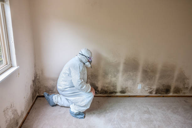 Best Mold Remediation Experts  in Murphy, TX
