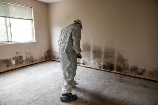Best Toxic Mold Removal  in Murphy, TX